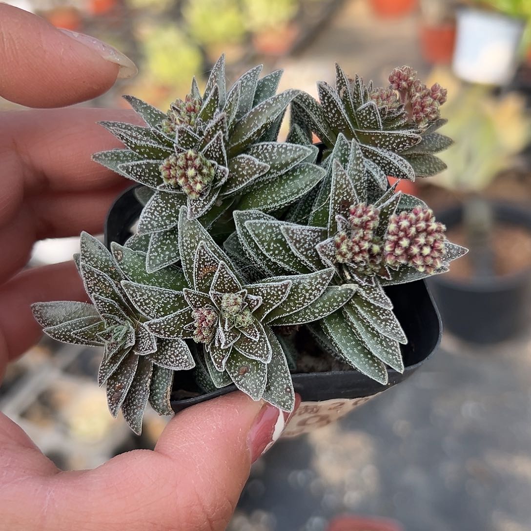 多肉植物多肉植物