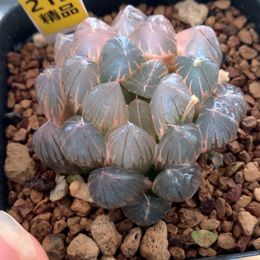 【闪购商品】212霓虹灯