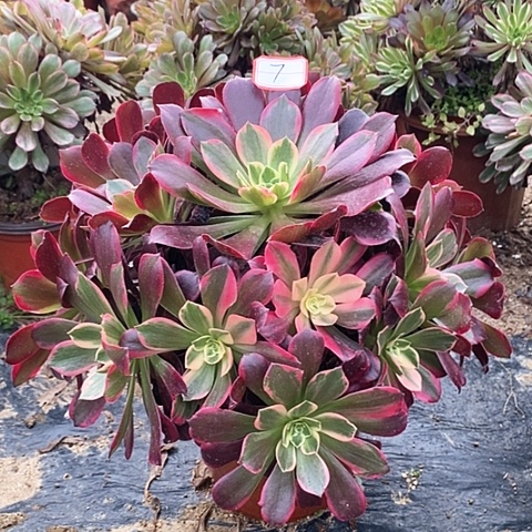 凤冠捧花老桩法师7链接