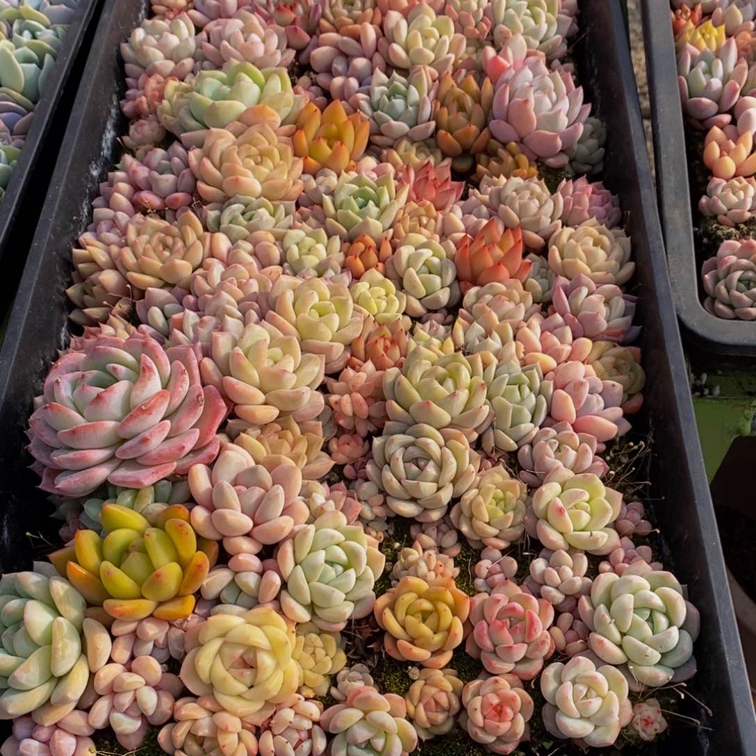 962多肉植物保护研究所所长助理