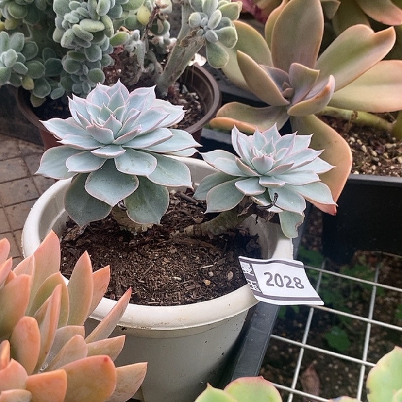 【闪购商品】皮氏2028