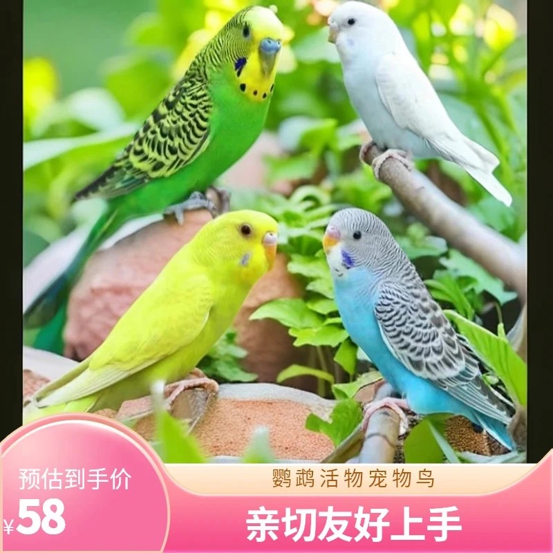 RSRDDY彩色会学说话宠物鸟观赏鸟鹦鹉小鸟包邮活鸟