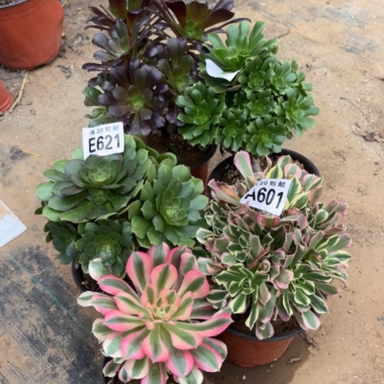 601五个法师不包断枝