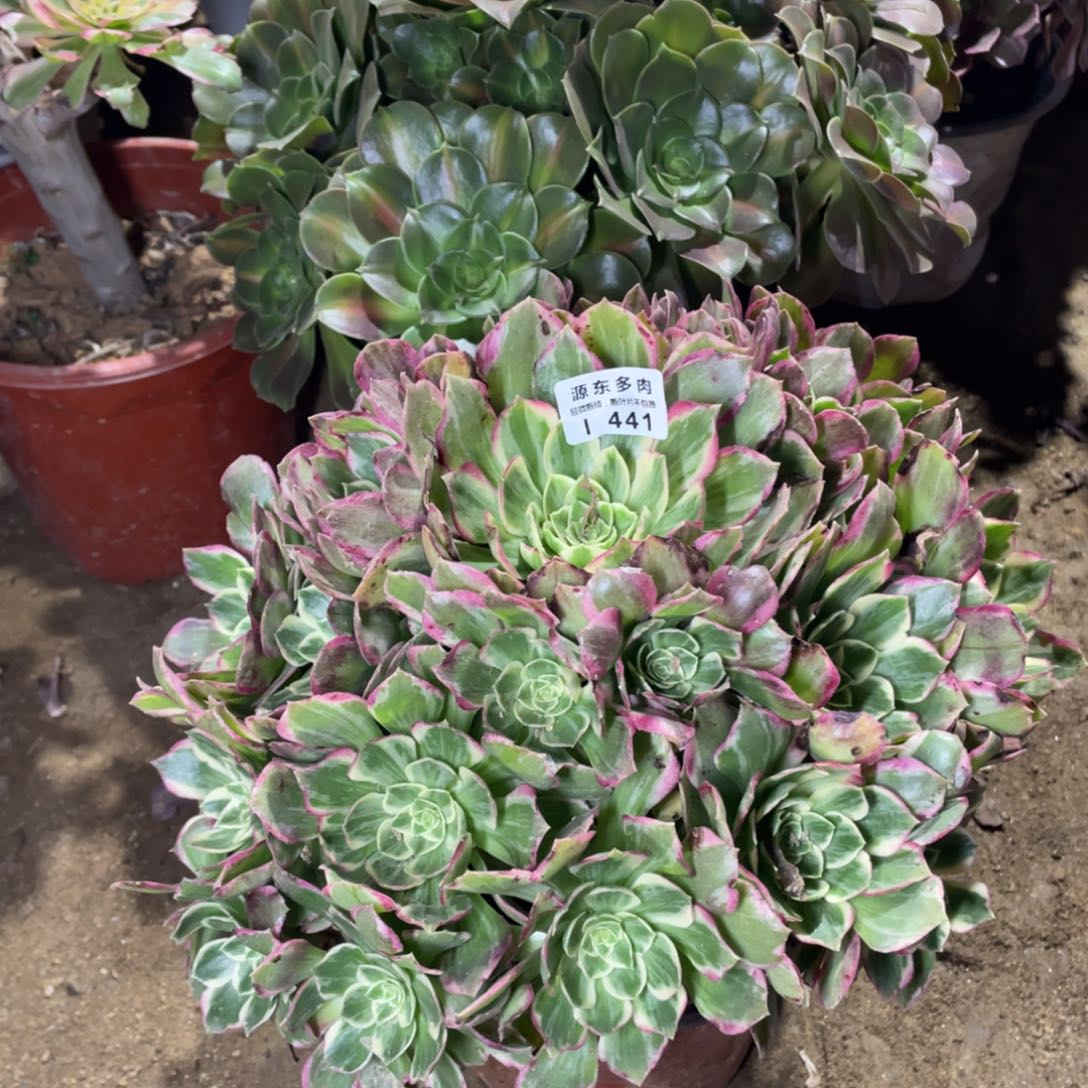 441粉海多肉法师断枝不包