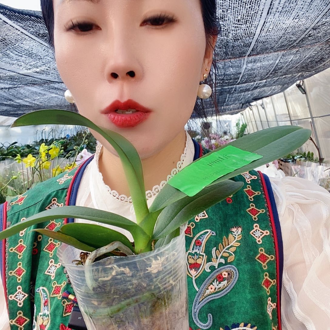 无花朵油画蝴蝶兰