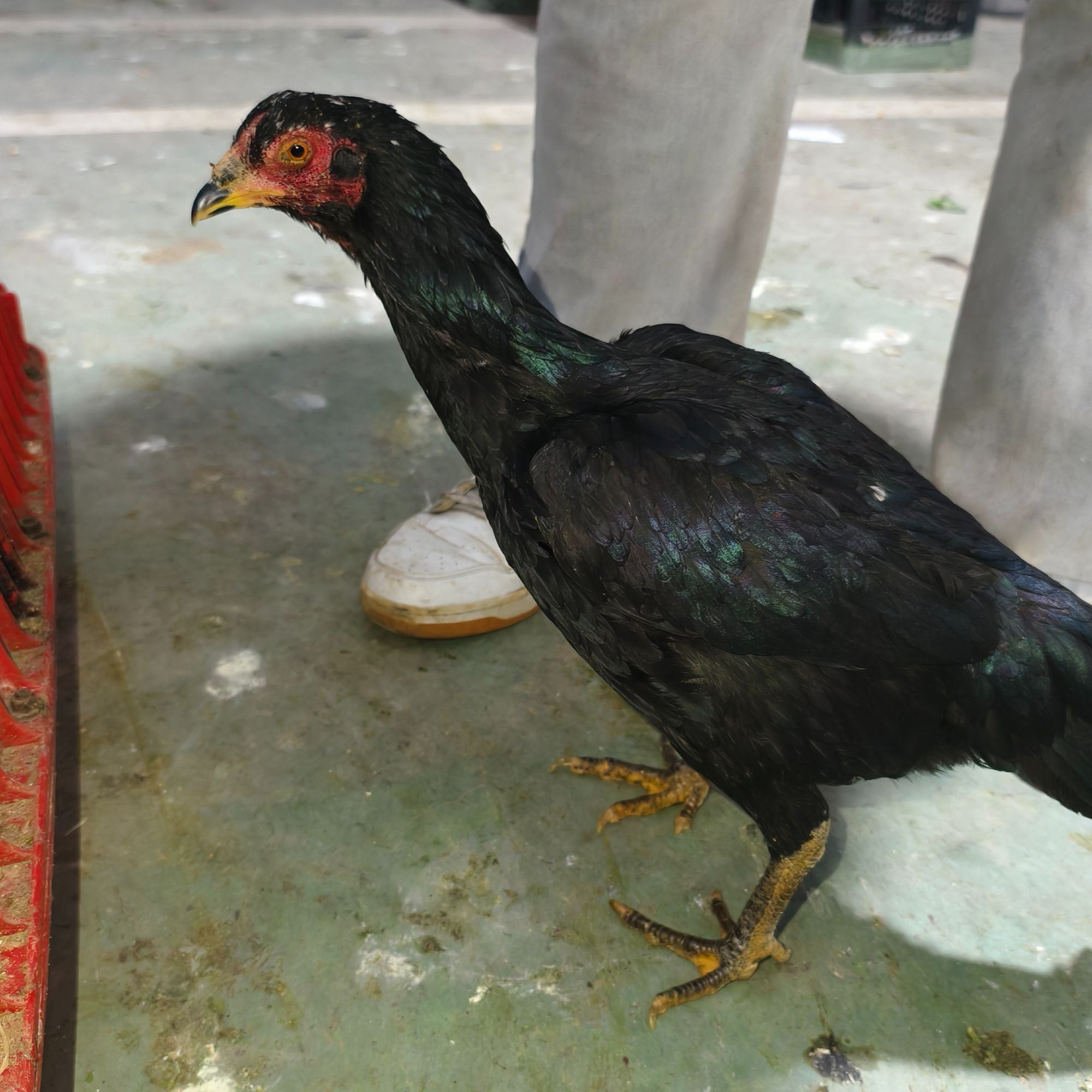 农村纯粮喂养斗母鸡宠物鸡