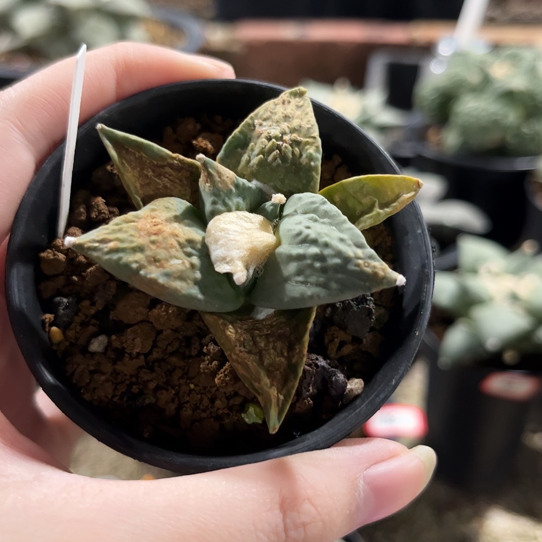 27号实生福利怒涛牡丹