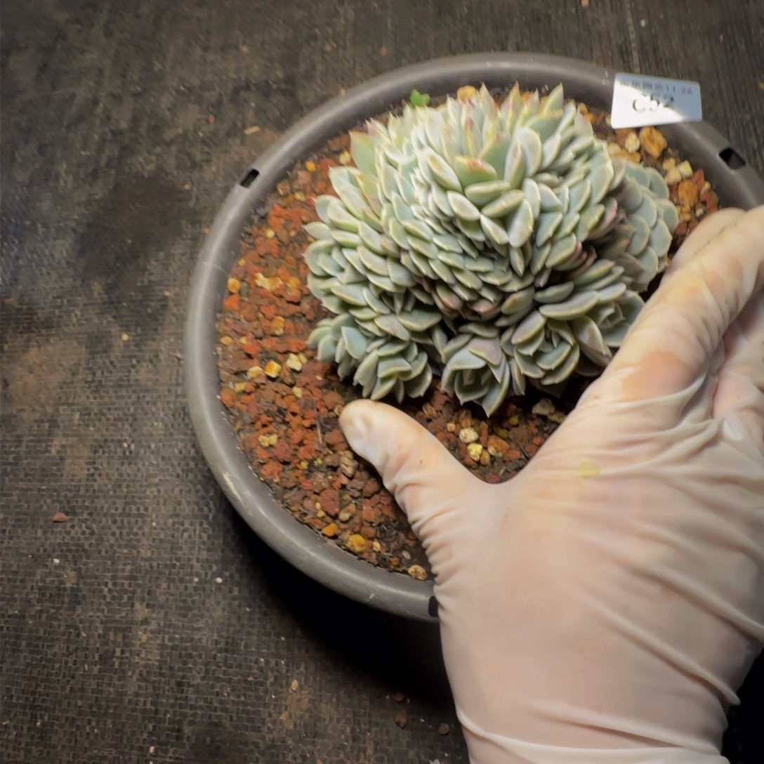 c c c c c c c c 52