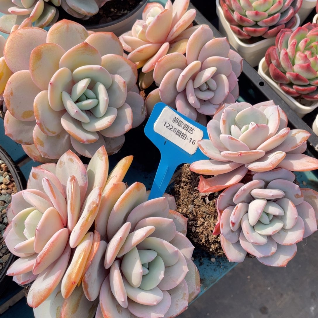 1228-16-韩版奶茶双头一颗量拍