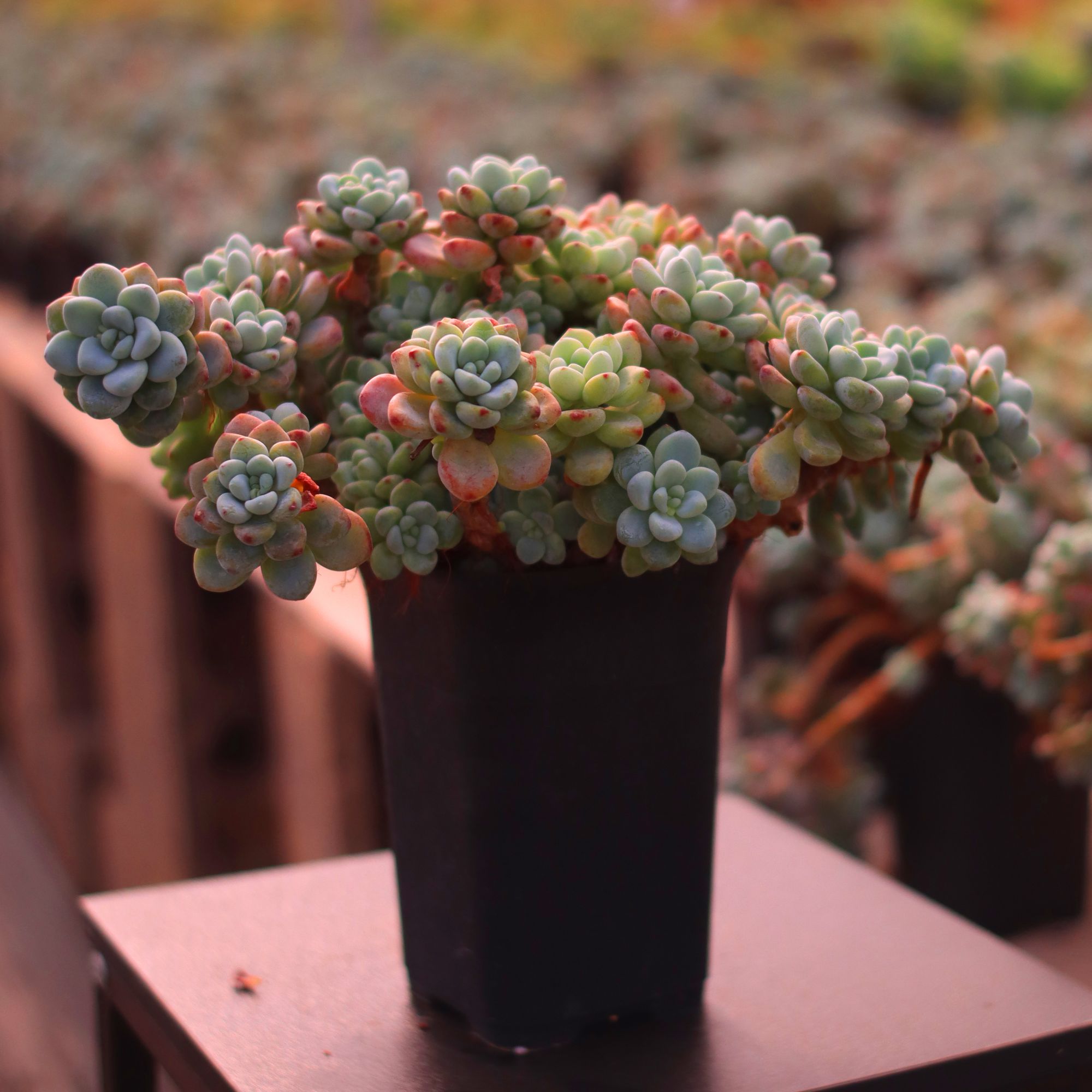 【劳尔精控多肉老桩】脱土发货满15元包邮阳台植物盆栽