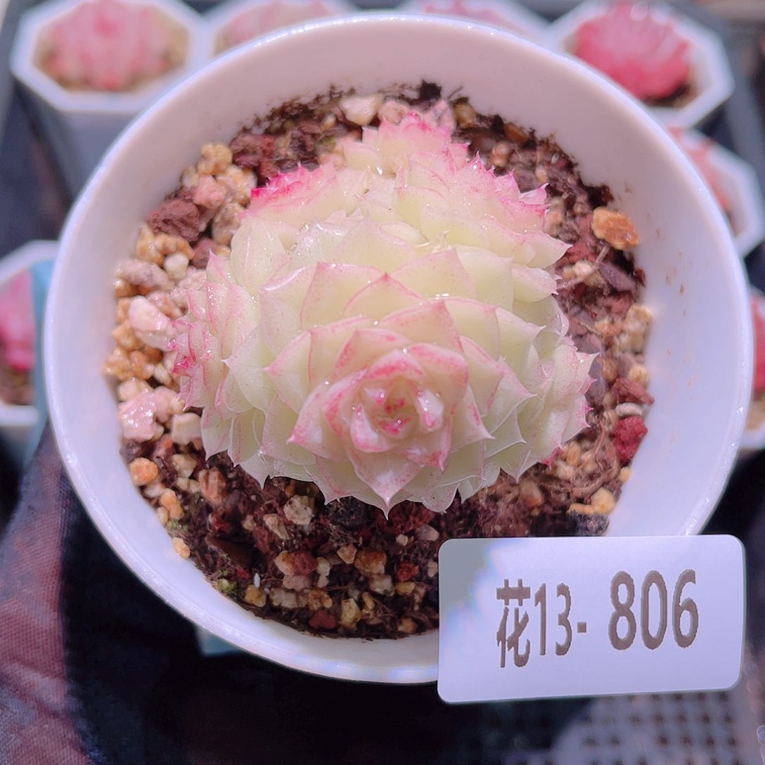 花利美13-806白天鹅