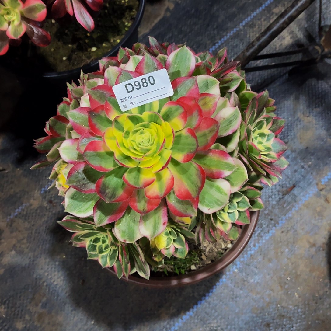 完全开放多肉植物980海鲜法师