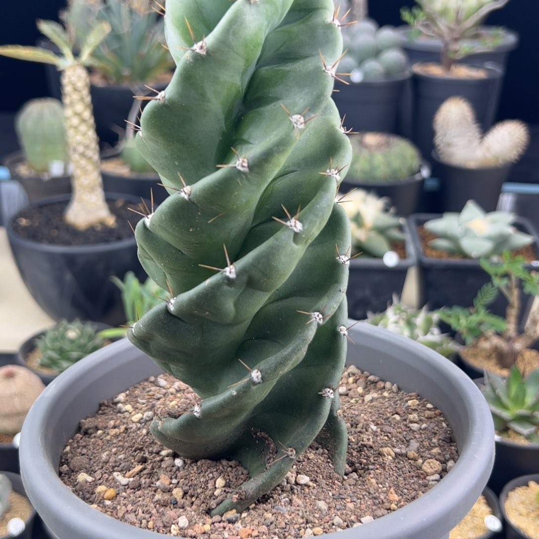 龙卷风一物一拍，，，，