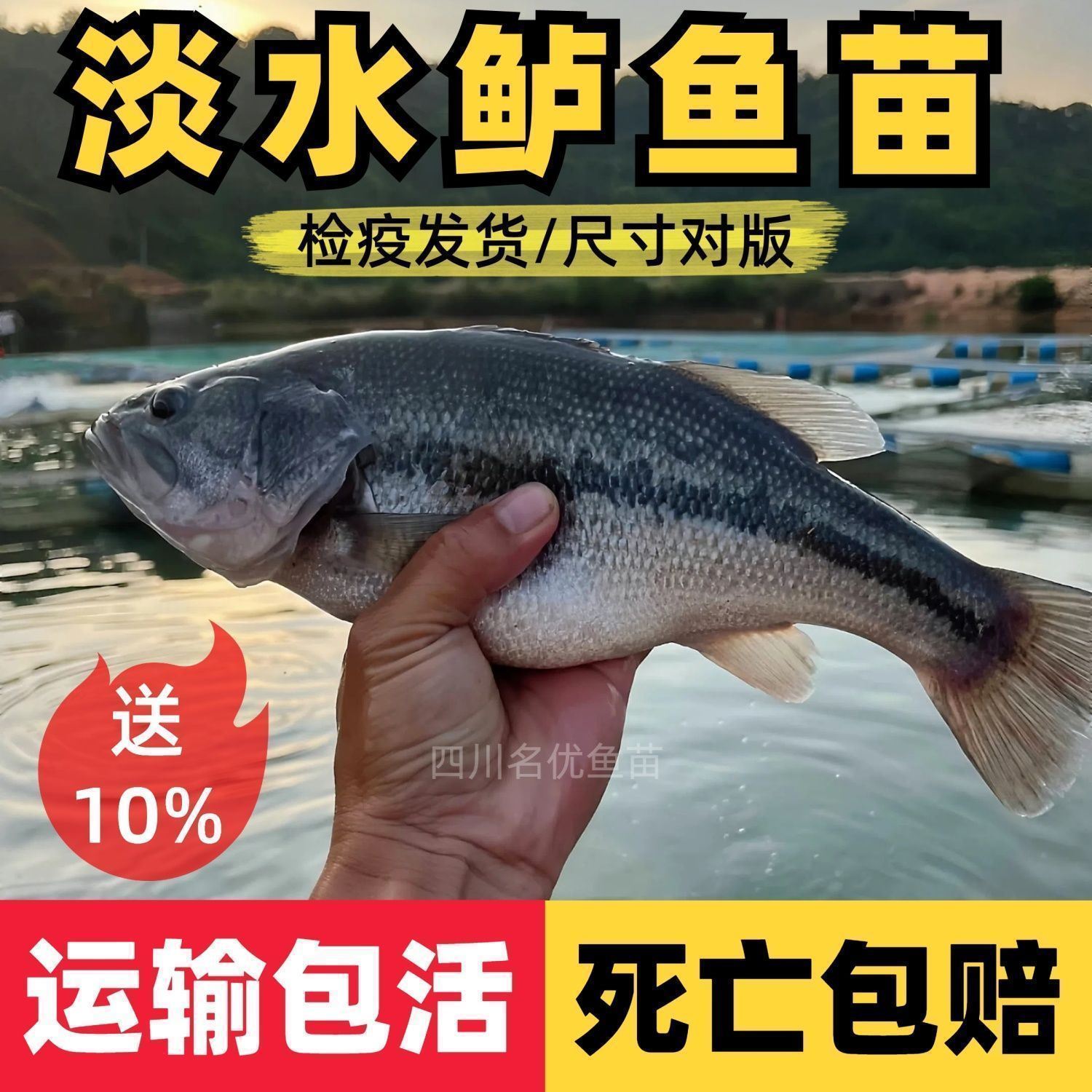 淡水鲈鱼速快专线养殖加州鲈鱼好养活观赏鱼宠物鱼