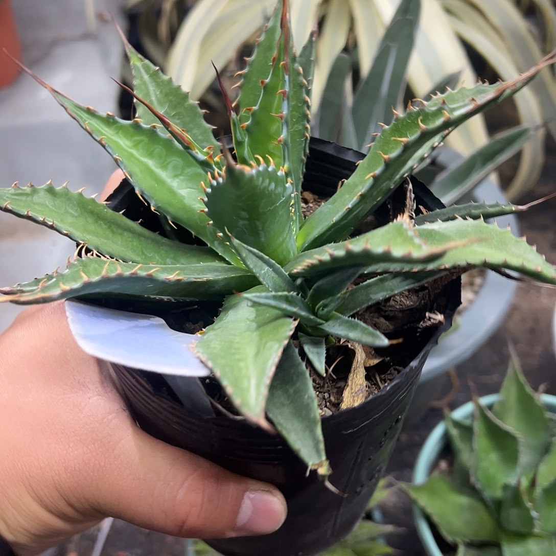 密刺蒙塔娜龙舌兰