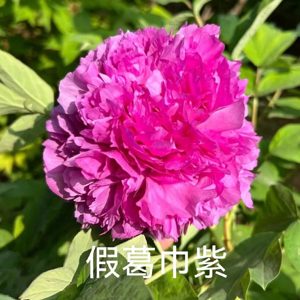 假葛巾紫苗重瓣大花耐寒热好养适合室内庭院盆栽