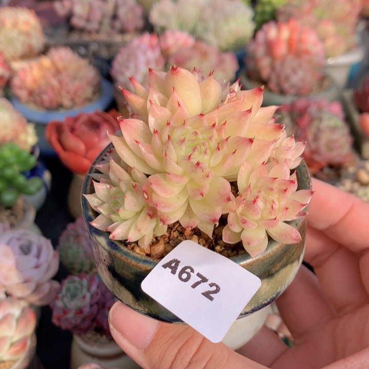 一物一拍含盆土满38包邮A672