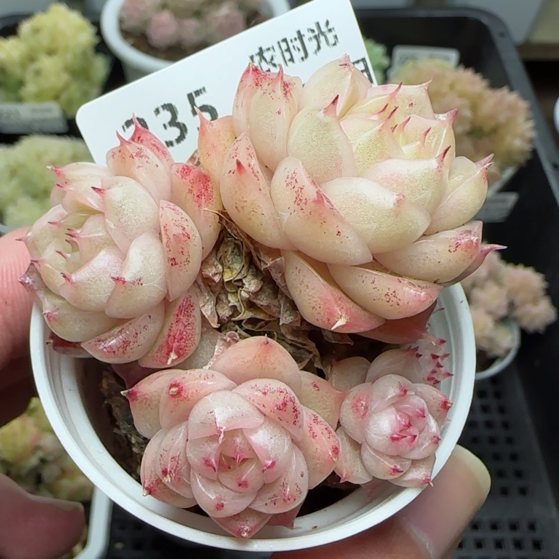 0118-235包子麦秆