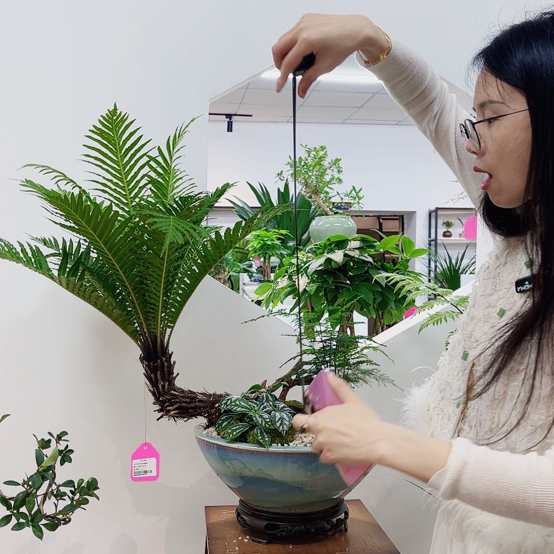 高端绿植一物一拍