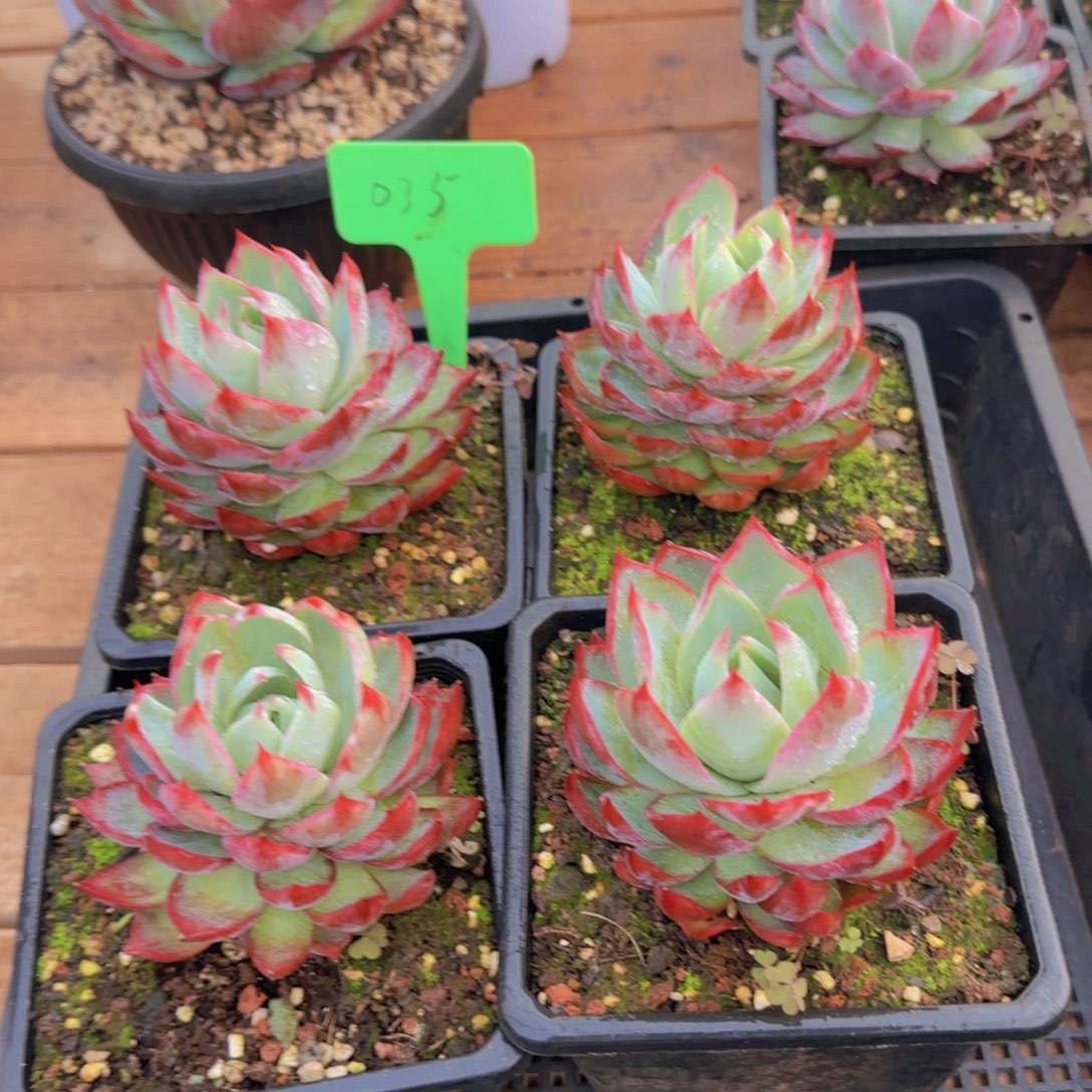 组合套餐编号35号