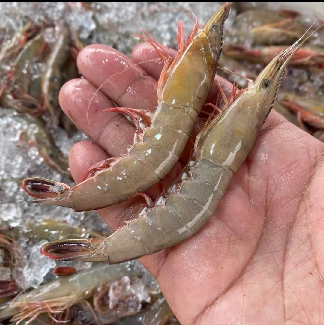 大郎东海海捕野生中大号滑皮虾冻发