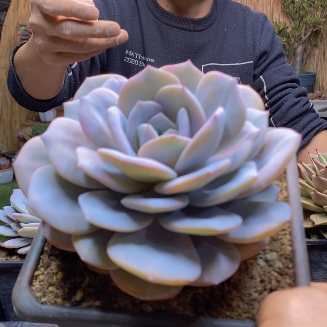 请***叻A170号奶茶大单头