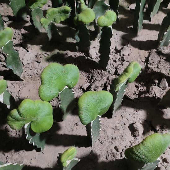 英***花仙人球九尾狐差价