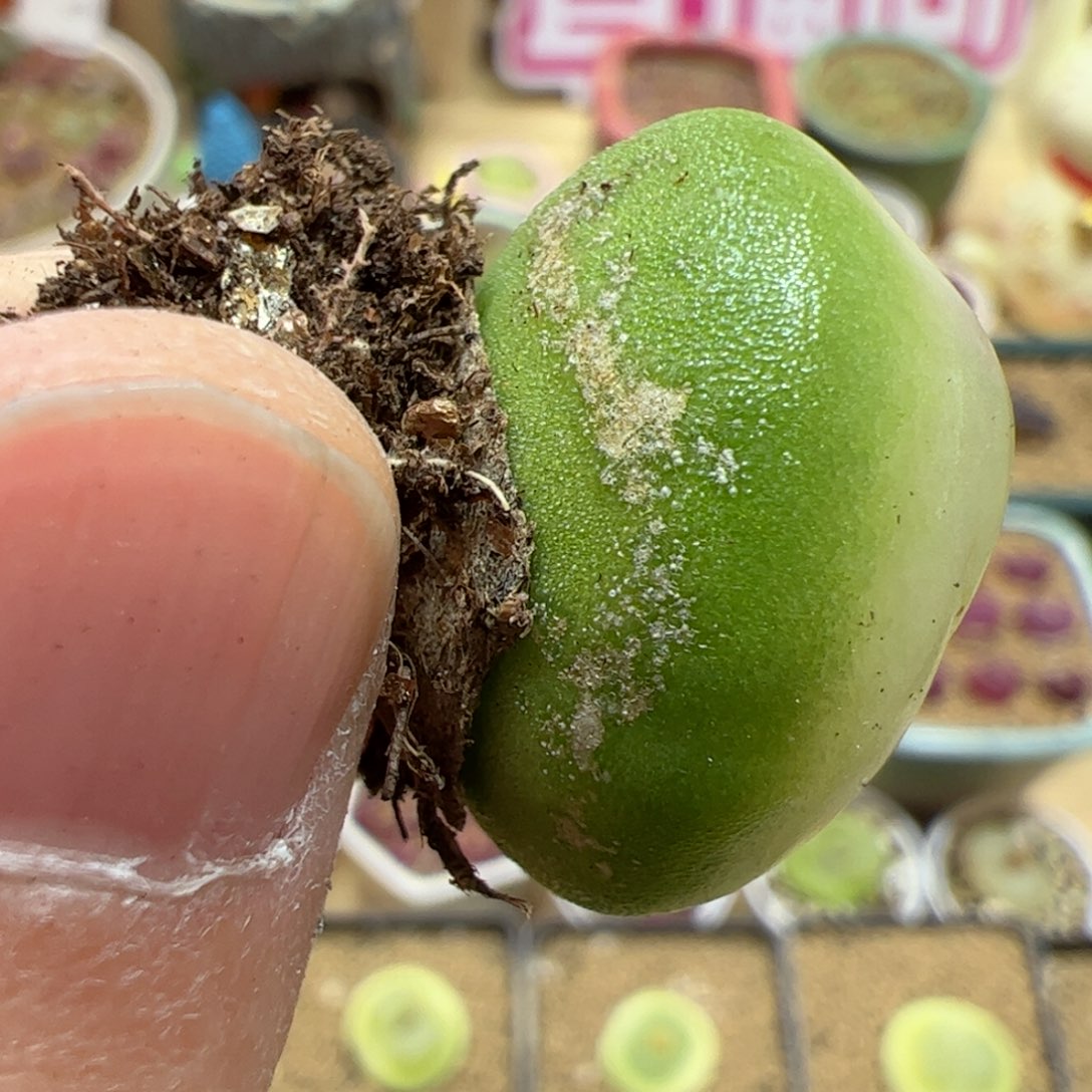 【闪购商品】304 年终福利