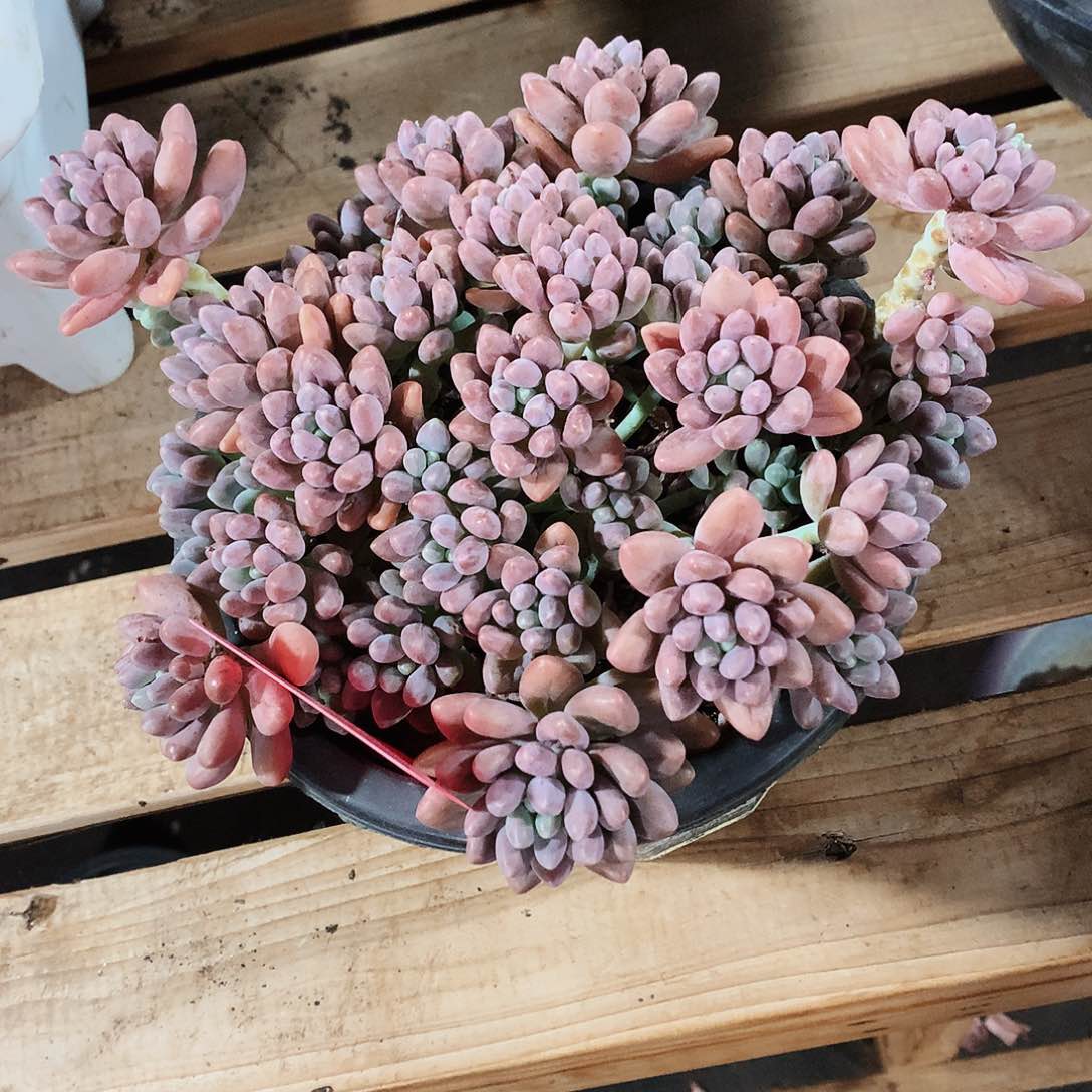 多肉植物多肉植物