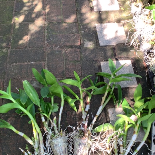 完全开放0度以下别拍大紫眸老桩，大小6苗，