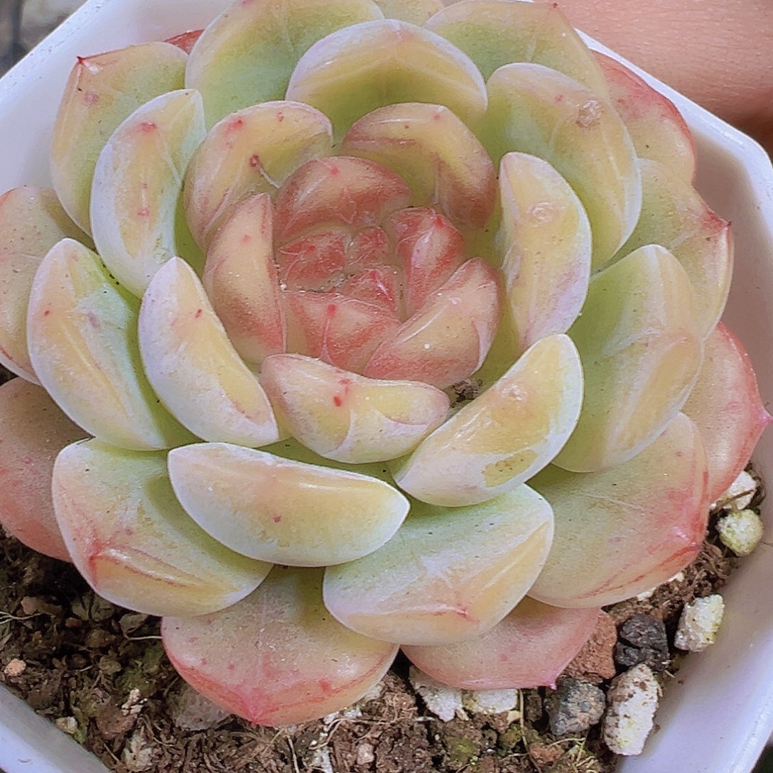 糖葫芦19包邮也哦肉植物