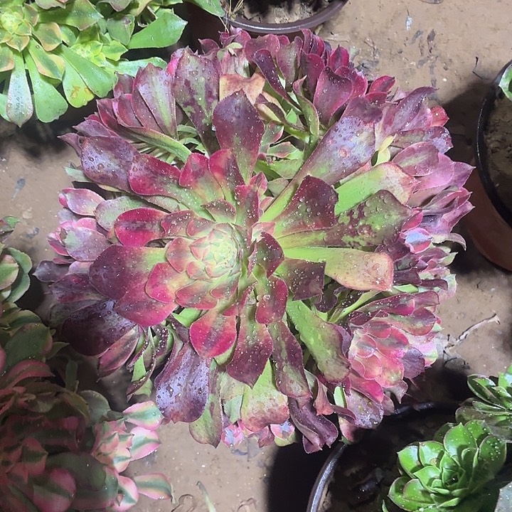 雅典娜一颗脱土12.8