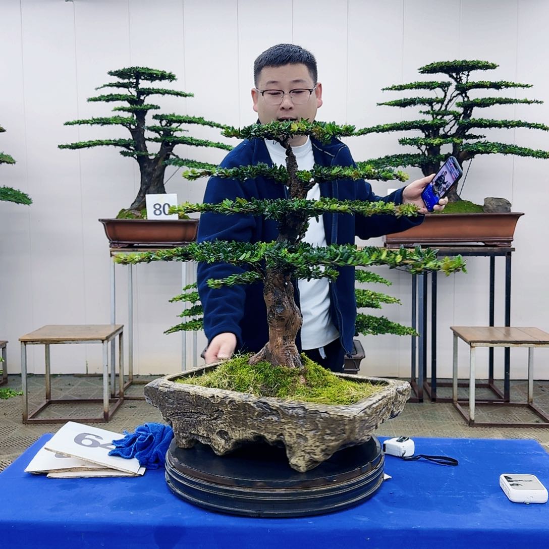 盆景罗汉松造型盆景