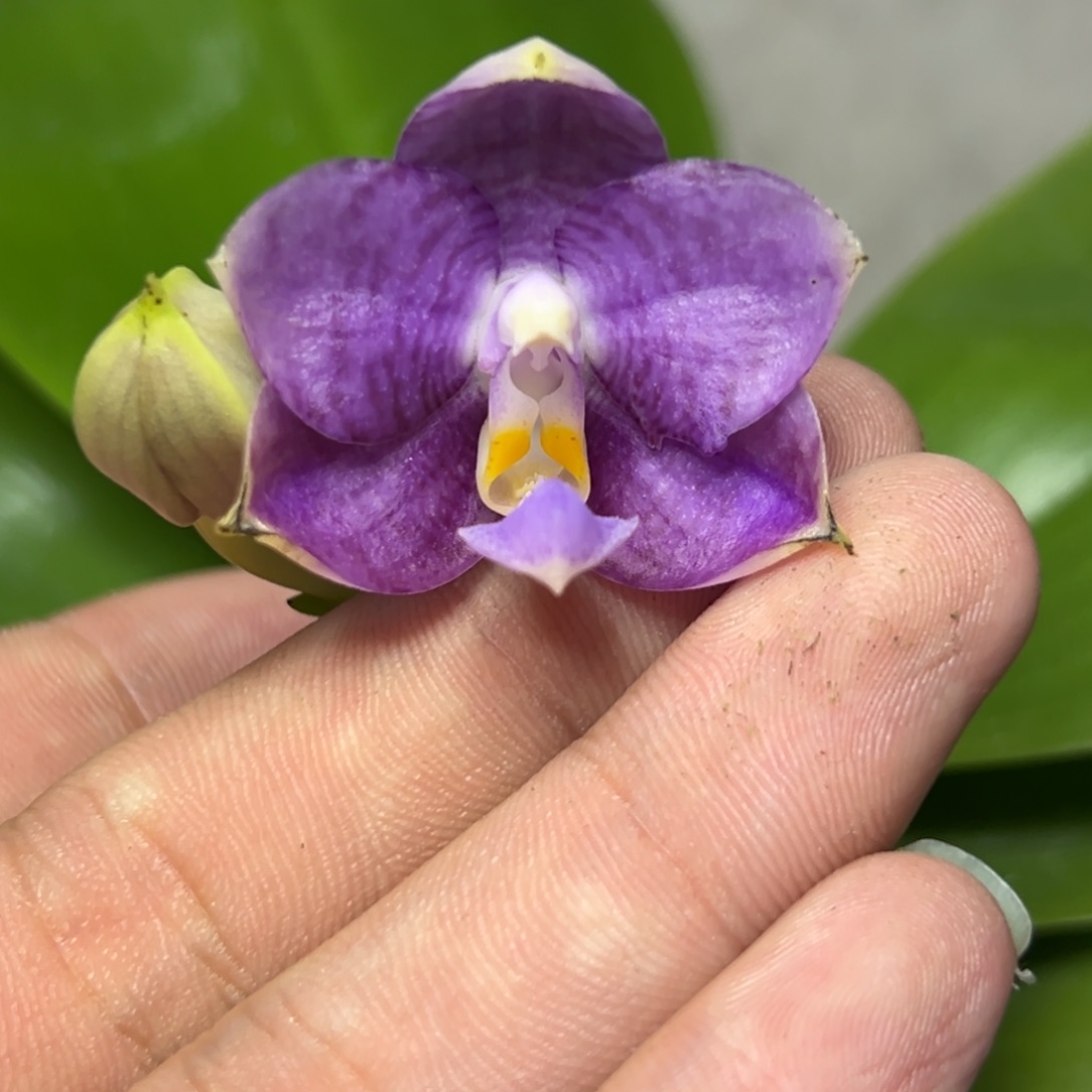 完全开放l255三寸ys1209