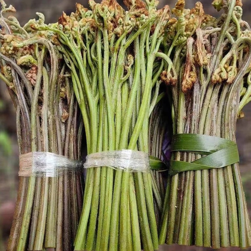 高山蕨菜，撩好泡沫箱发货