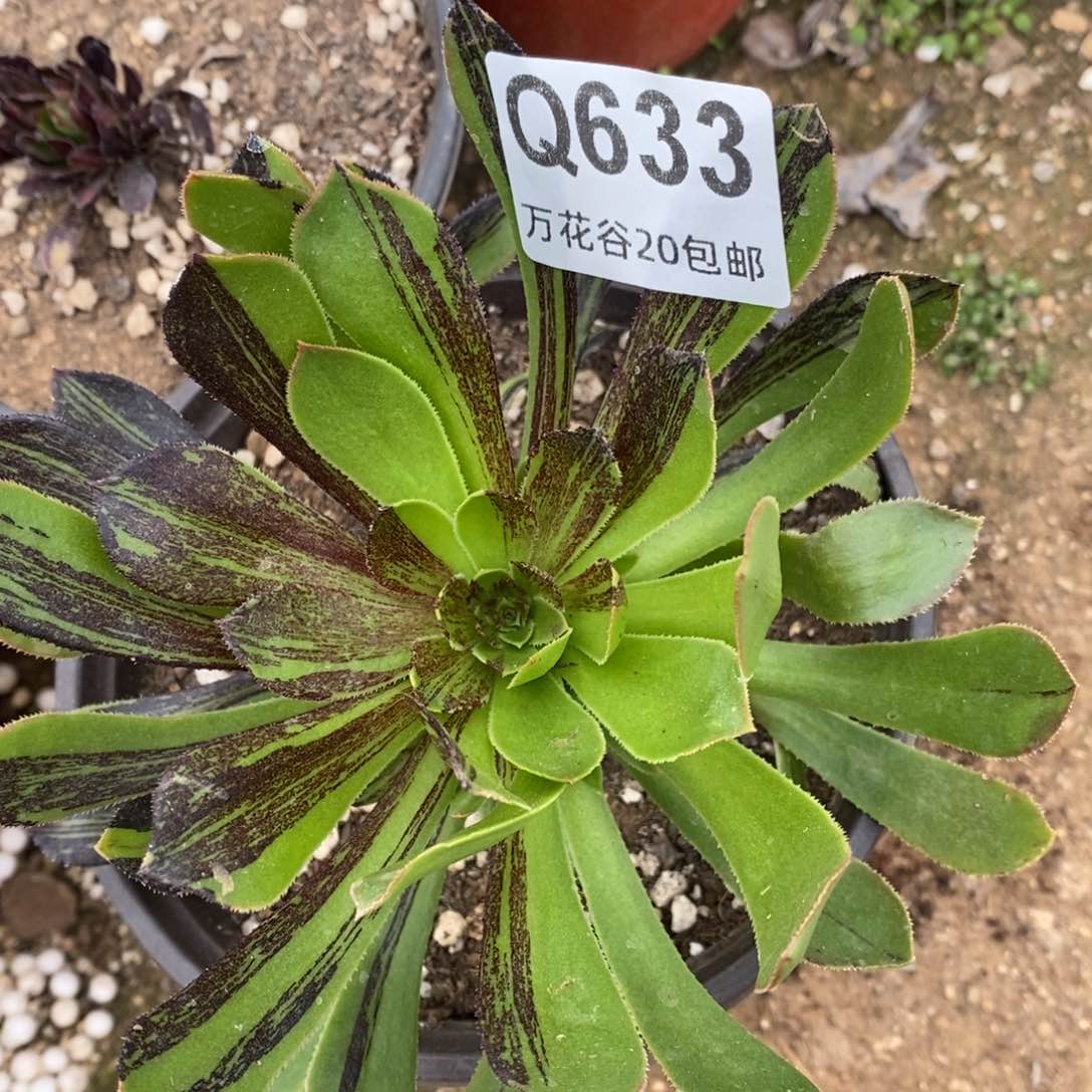 633水墨丹青多肉植物