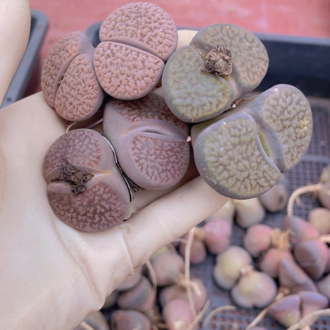 3颗双头富贵88888888888