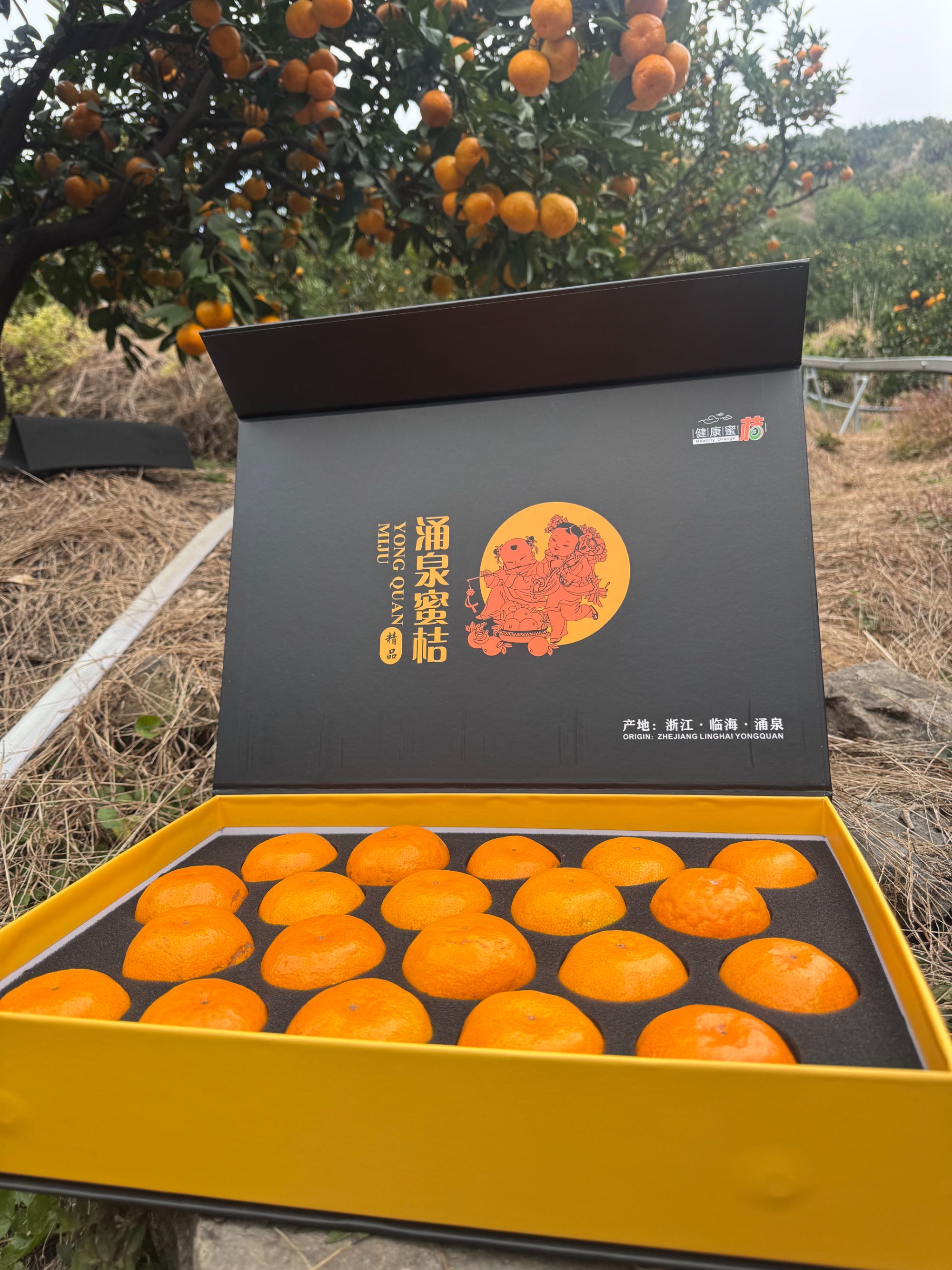 正宗临海涌泉高山蜜桔当季新鲜无核无渣水果礼盒送礼佳品