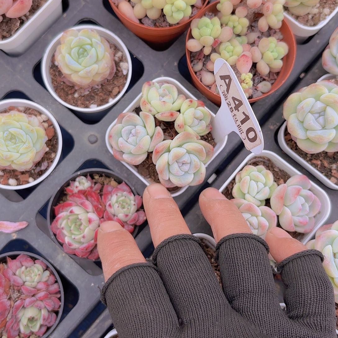 A410冰玉一物一拍