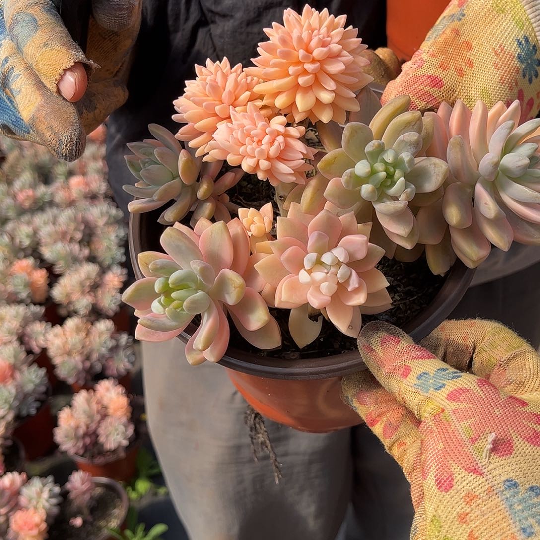 盼*盼多肉植物淡雪景D10