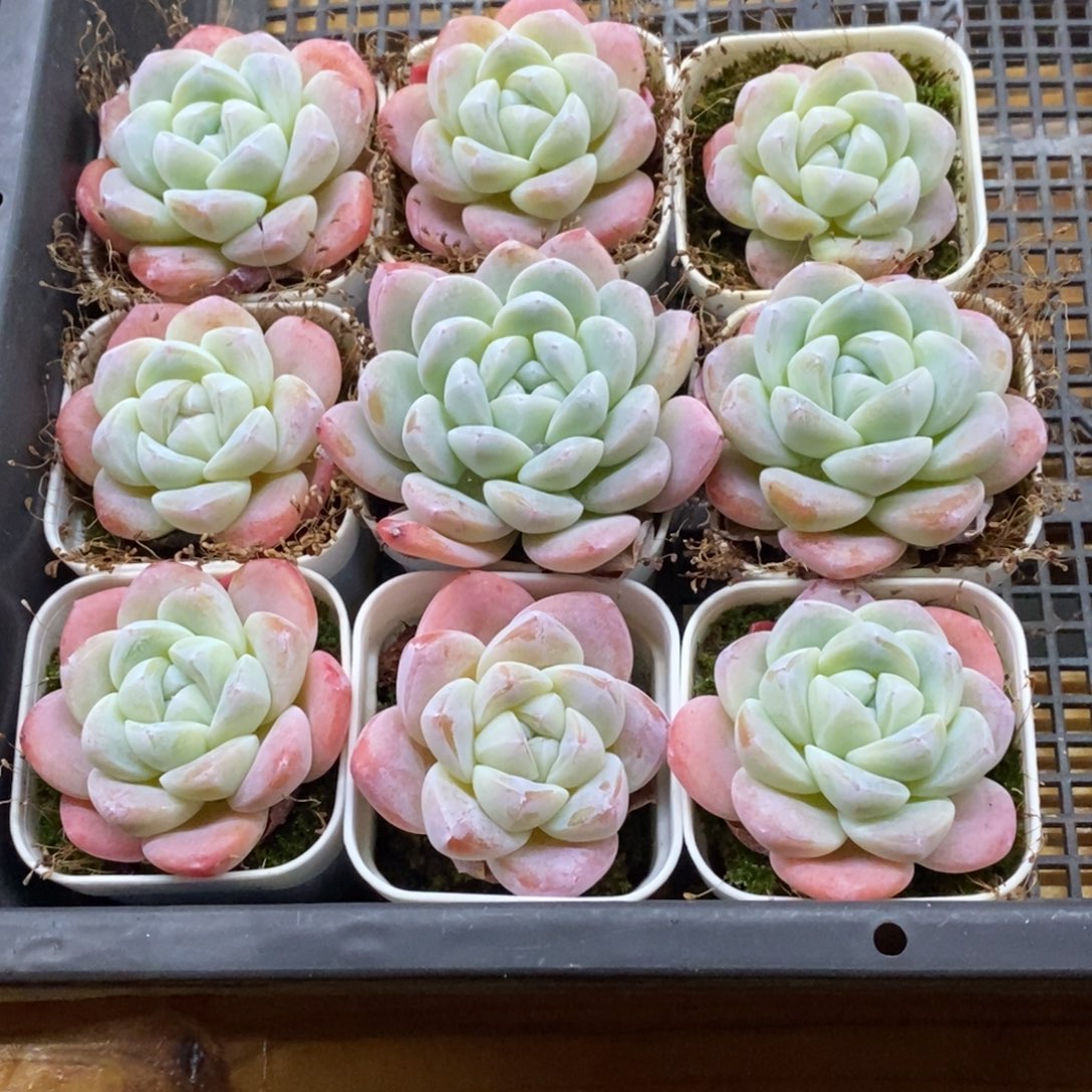 精品多肉一物一拍不包整485