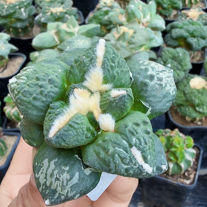 无花朵618大尤连山怒涛