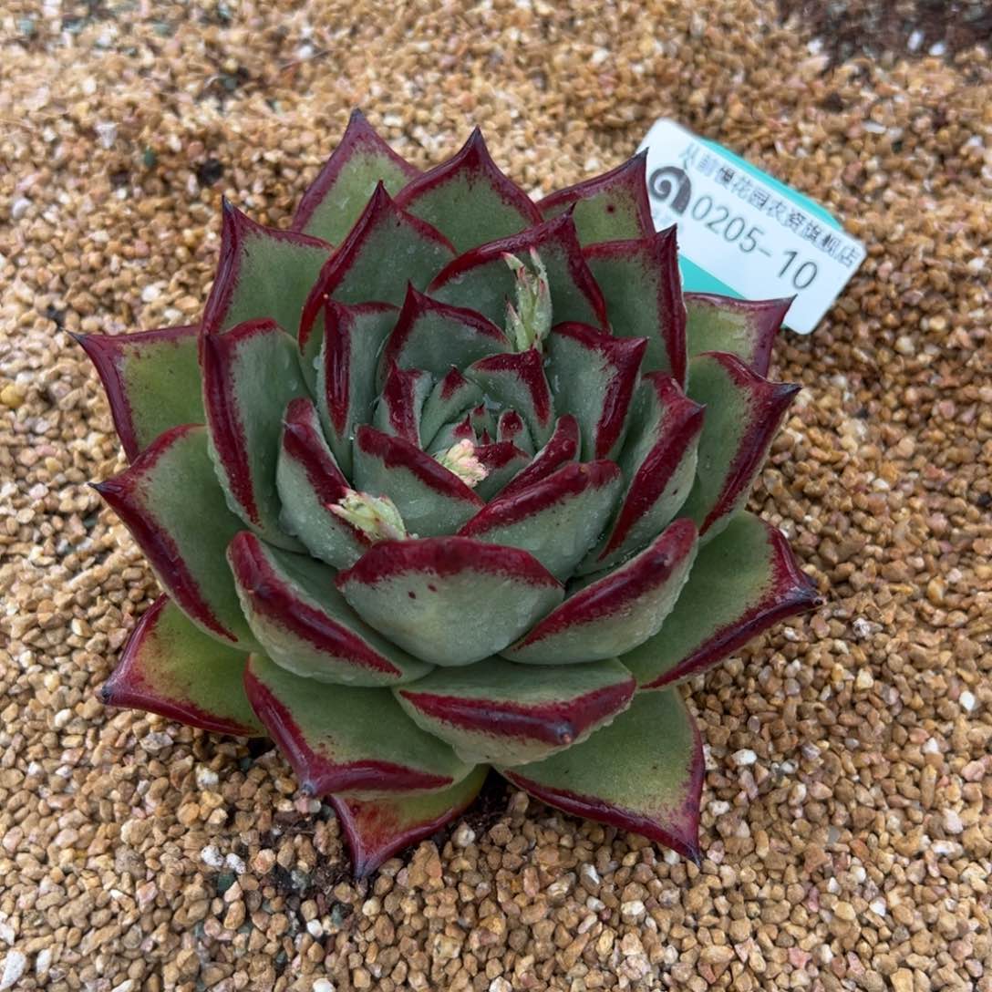 多肉一物一拍0205-10