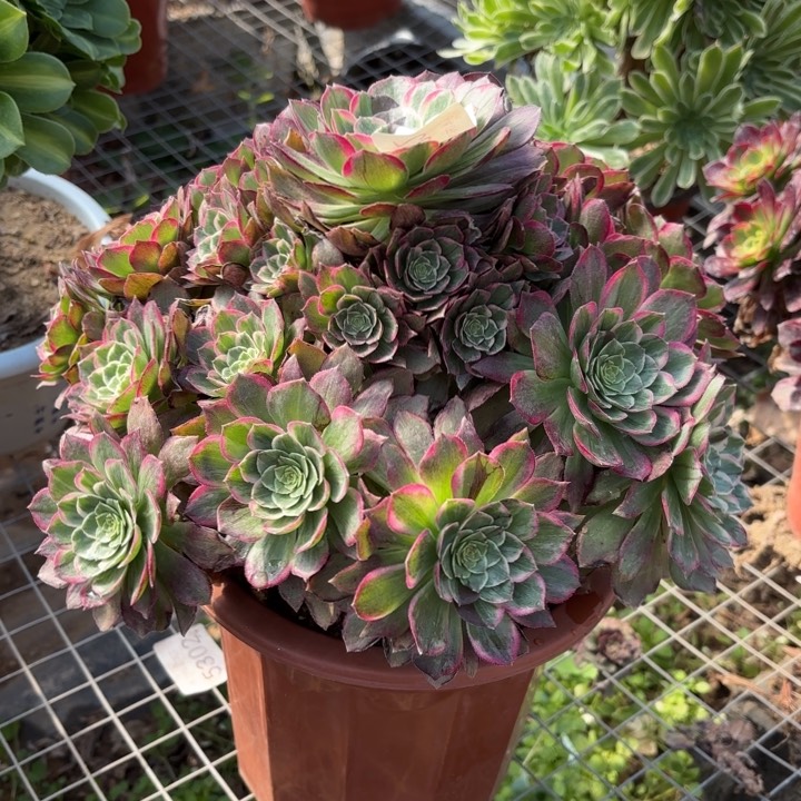 莲花座多肉法师5232