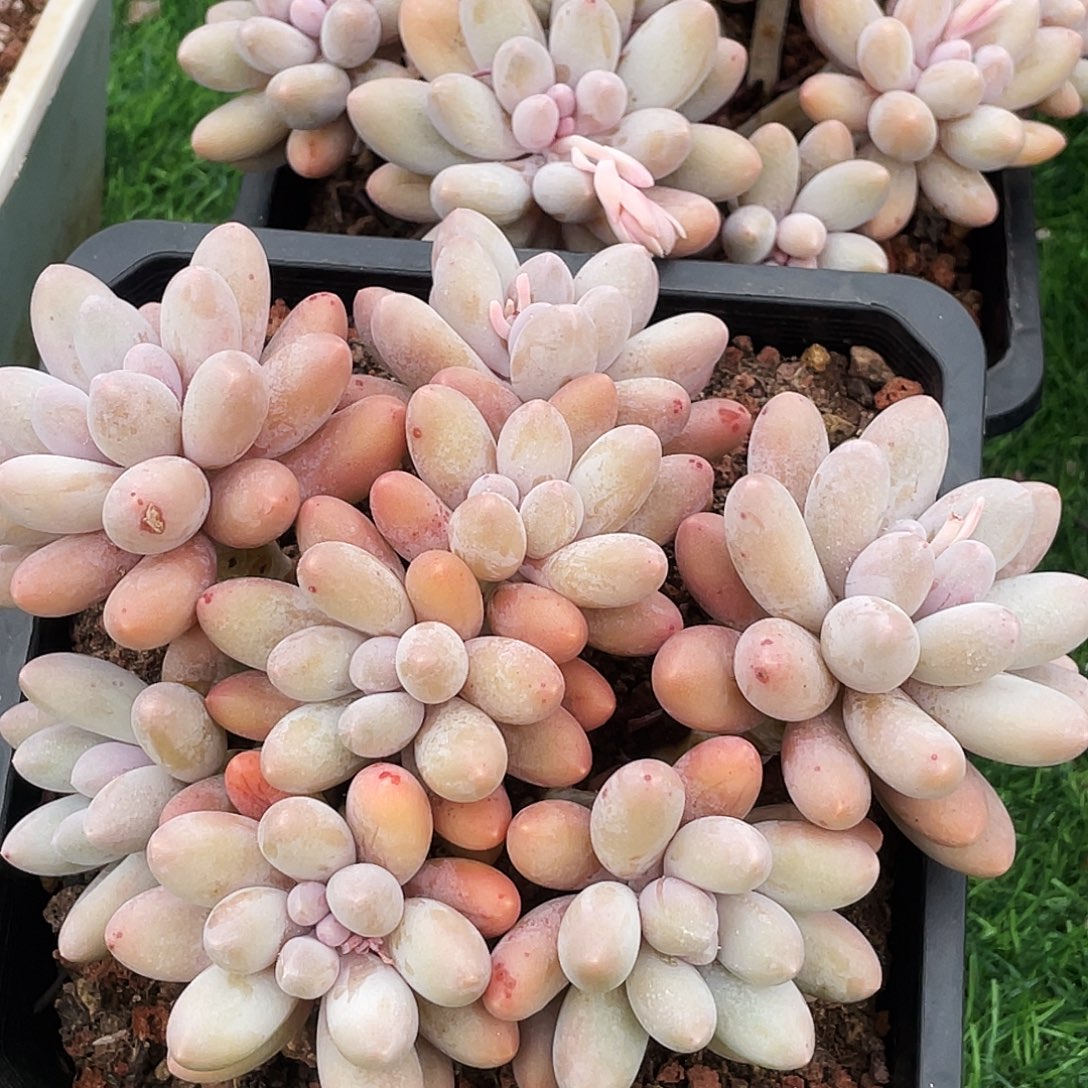 整桩无砍多头大汤圆一颗