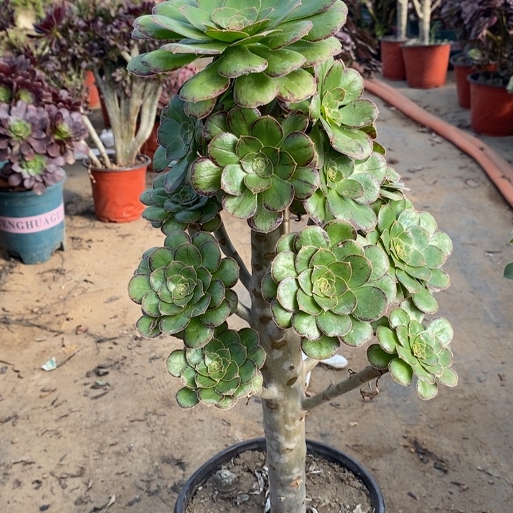 ｖ锦多肉植物10。   