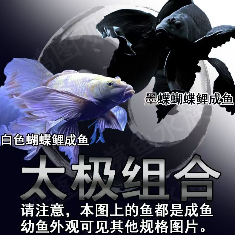 一物一拍1～100号黑白蝴蝶里锦鲤冷水鹦鹉活体冷水观赏鱼鱼观赏鱼