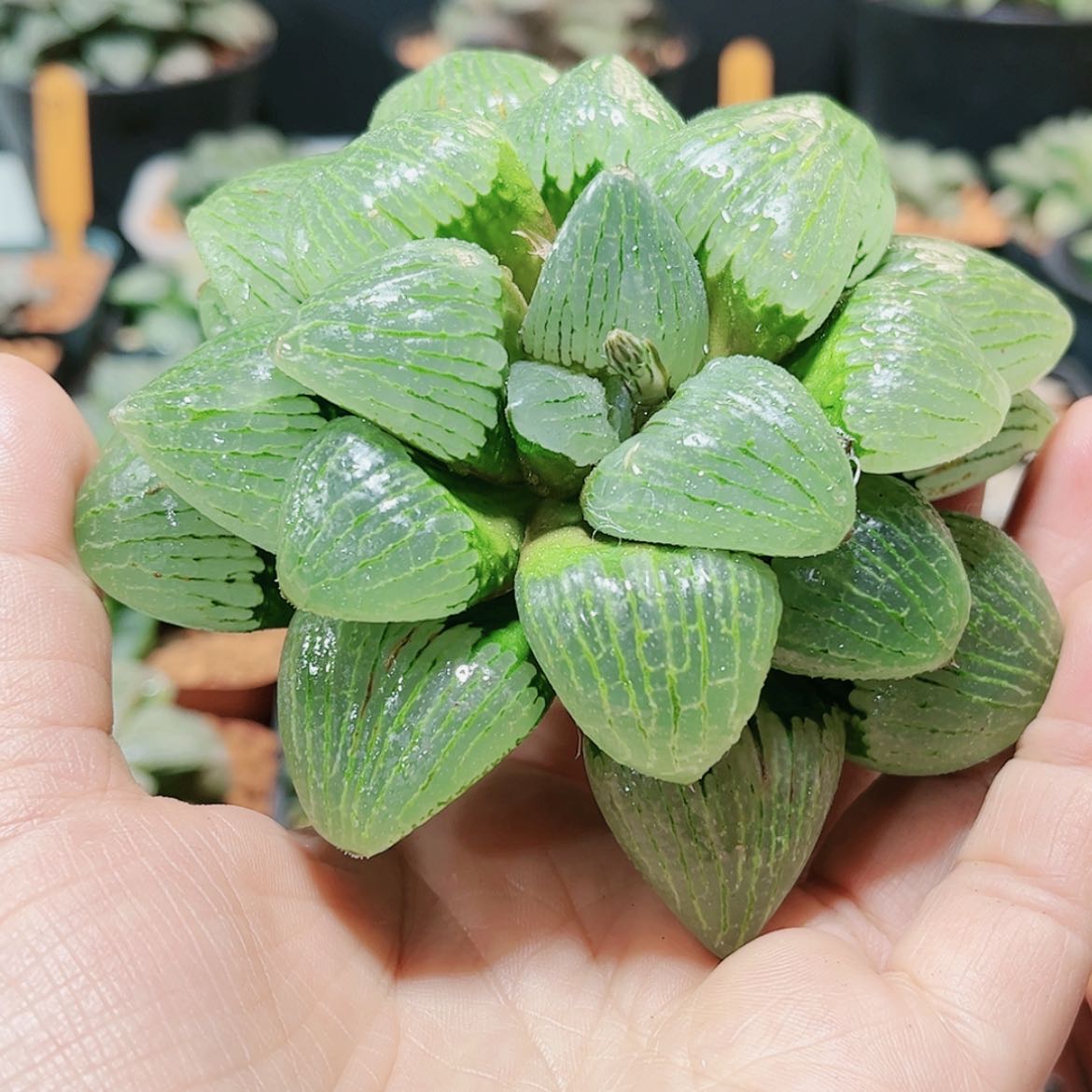 【闪购商品】霞**烂亲指姬