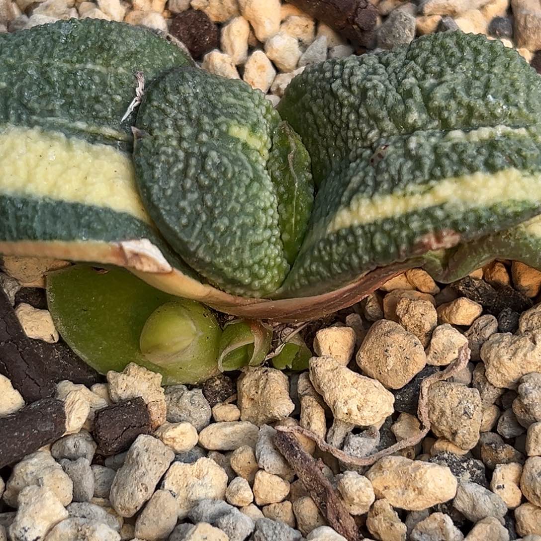 1019脱土发货1111111