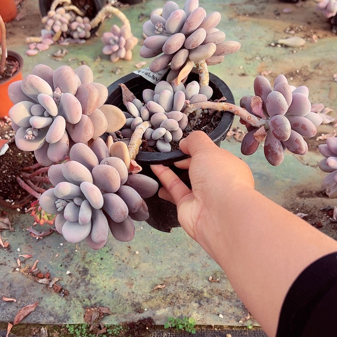 桃蛋黑色高脚盆多肉